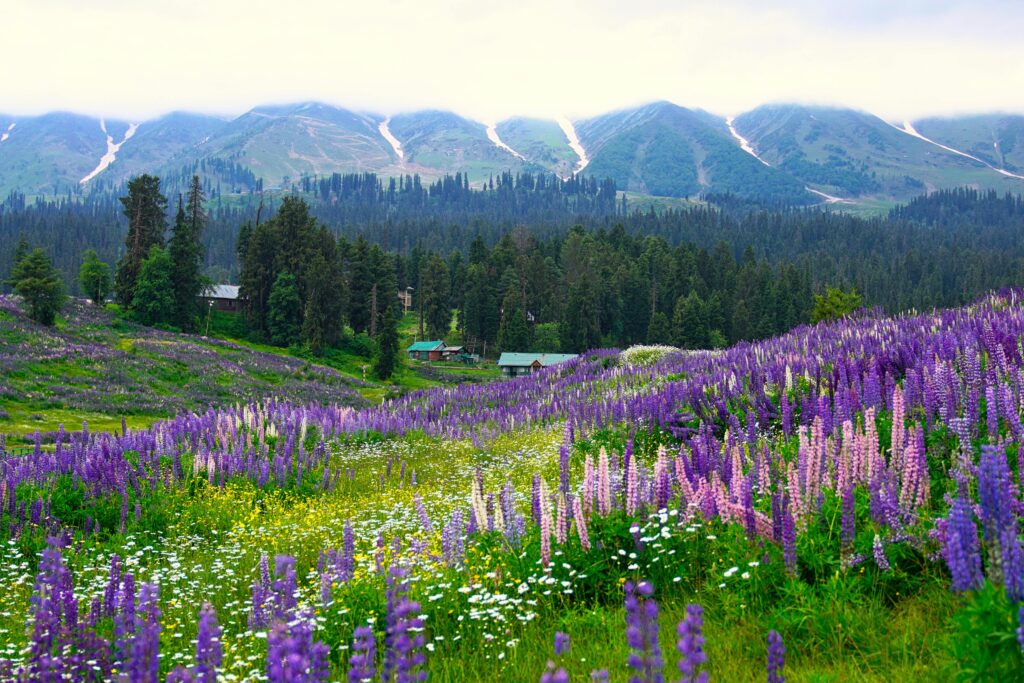Explore the breathtaking purple lupine fields set against the picturesque Kashmir mountain backdrop.
